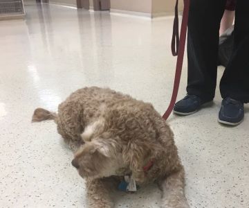 Eastside Animal Clinic