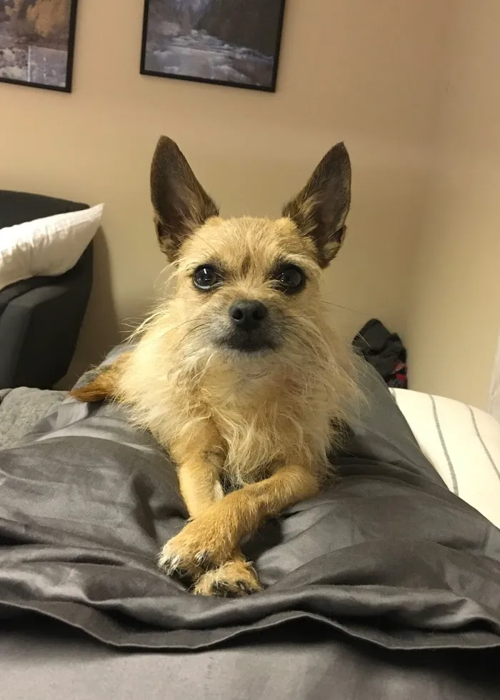 Davis Animal Hospital 12