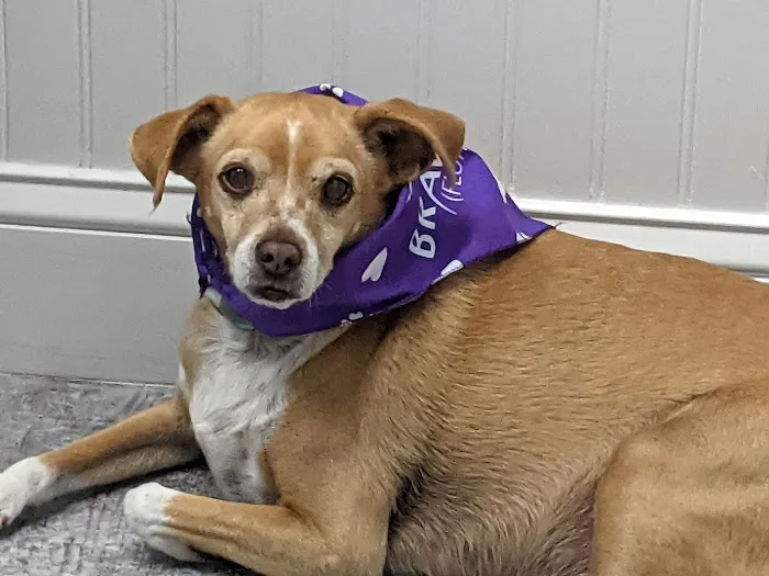 Indian Creek Pet Hospital 12