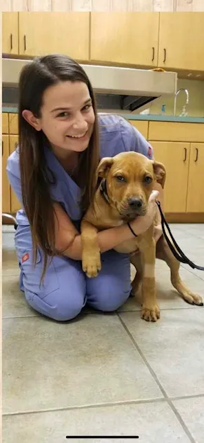 Summerlin Animal Hospital 2