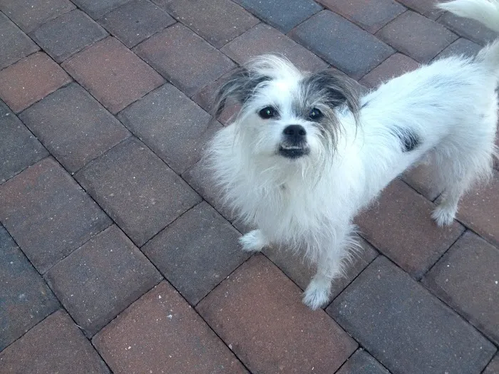Summerlin Animal Hospital 7