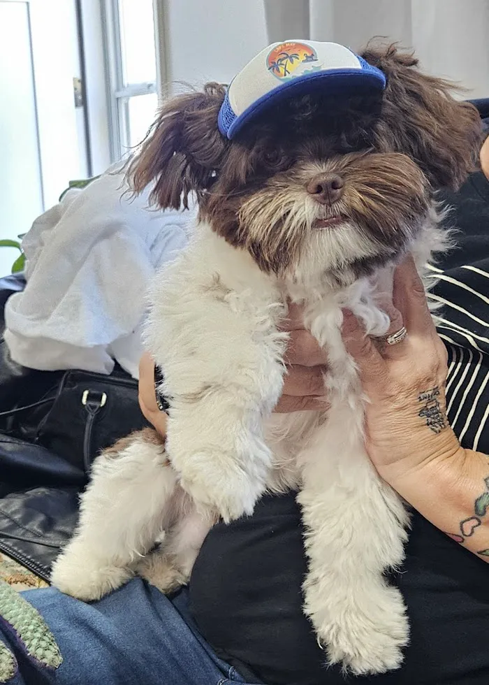 Summerlin Animal Hospital 10