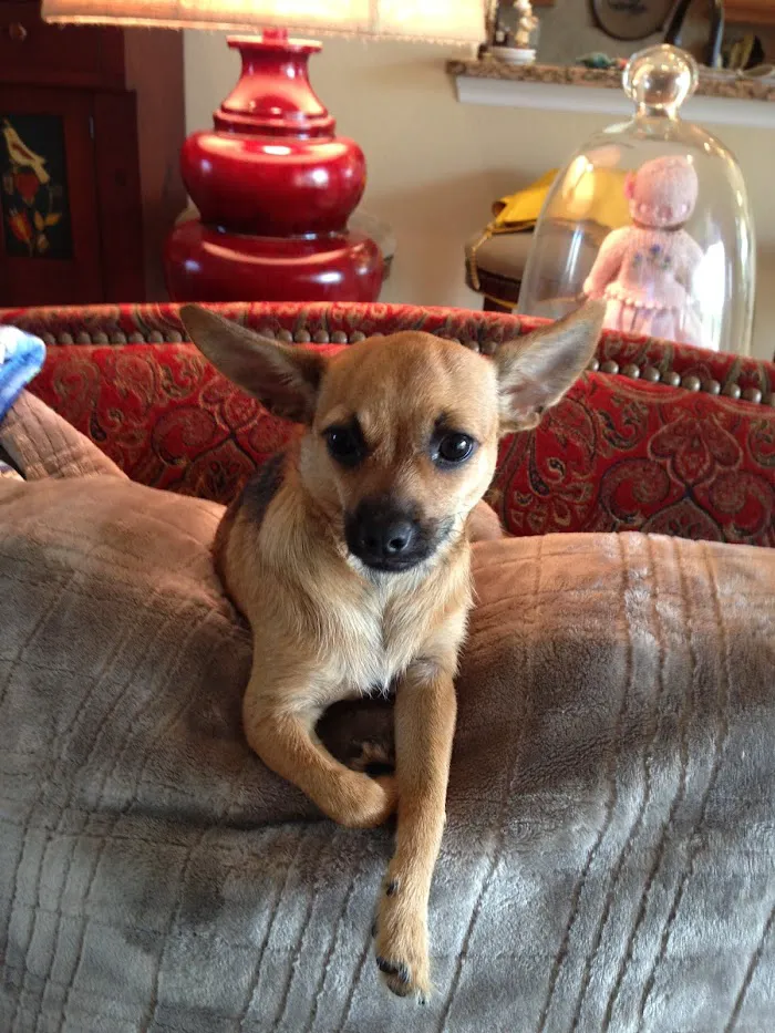 Summerlin Animal Hospital 6