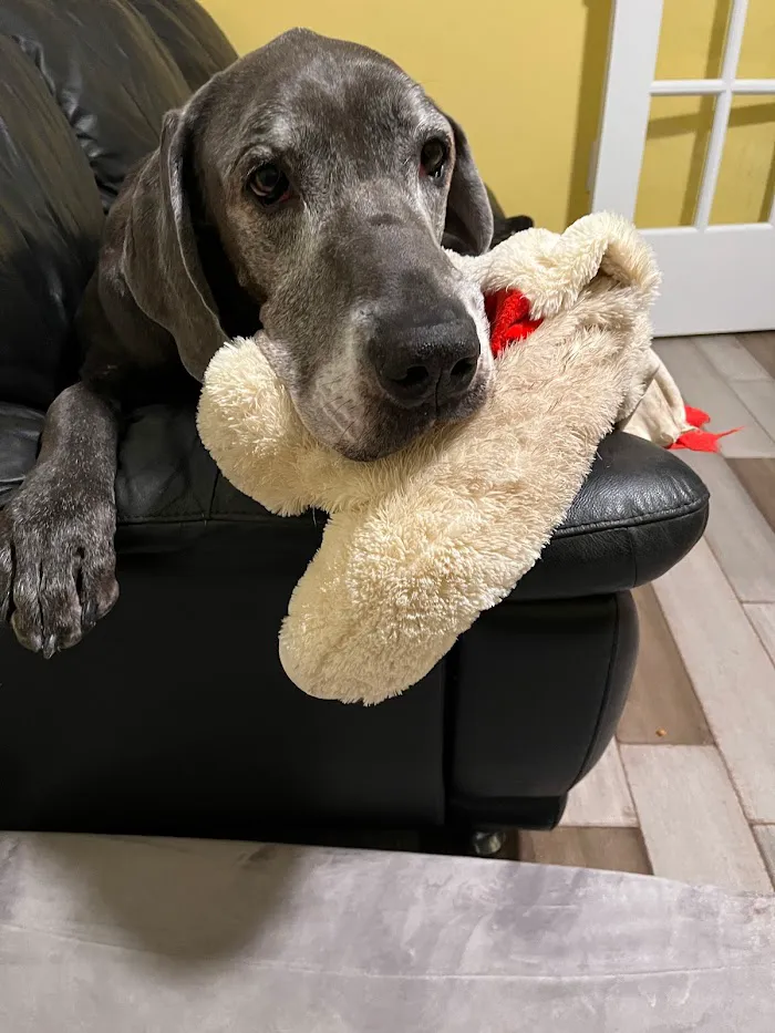 Summerlin Animal Hospital 9