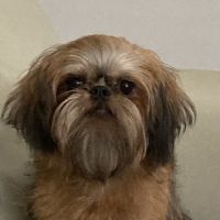 Alico Pet Vet ico