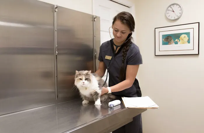 Town & Country Animal Hospital 12