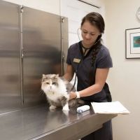 Town & Country Animal Hospital ico