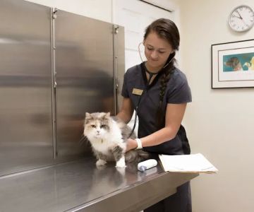Town & Country Animal Hospital