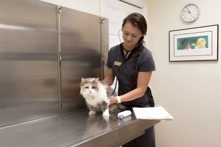 Town & Country Animal Hospital