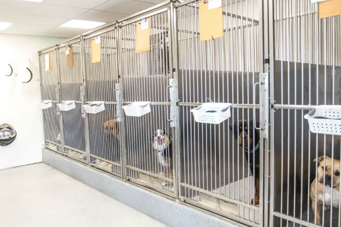 Town & Country Animal Hospital 12