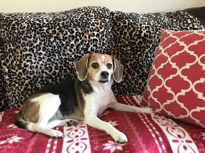 Town & Country Animal Hospital 12