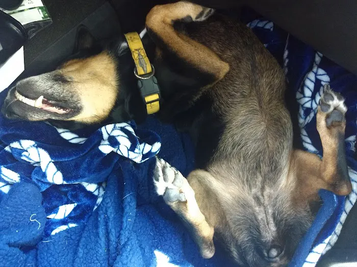 Dr Dan's Animal Hospital 12