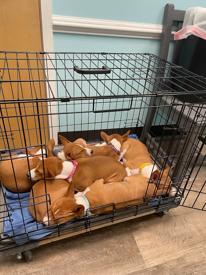Dr Dan's Animal Hospital 12