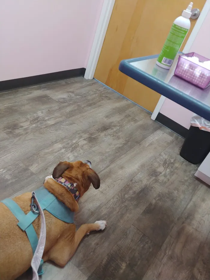 Dr Dan's Animal Hospital 12