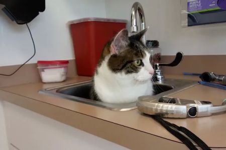 Dr Dan's Animal Hospital
