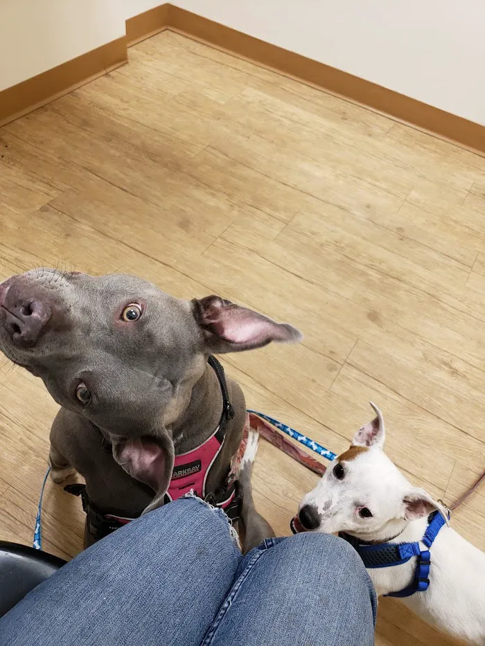 Dr Dan's Animal Hospital 12