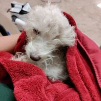 Florida Veterinary League Inc: Nazareth Darrell DVM ico
