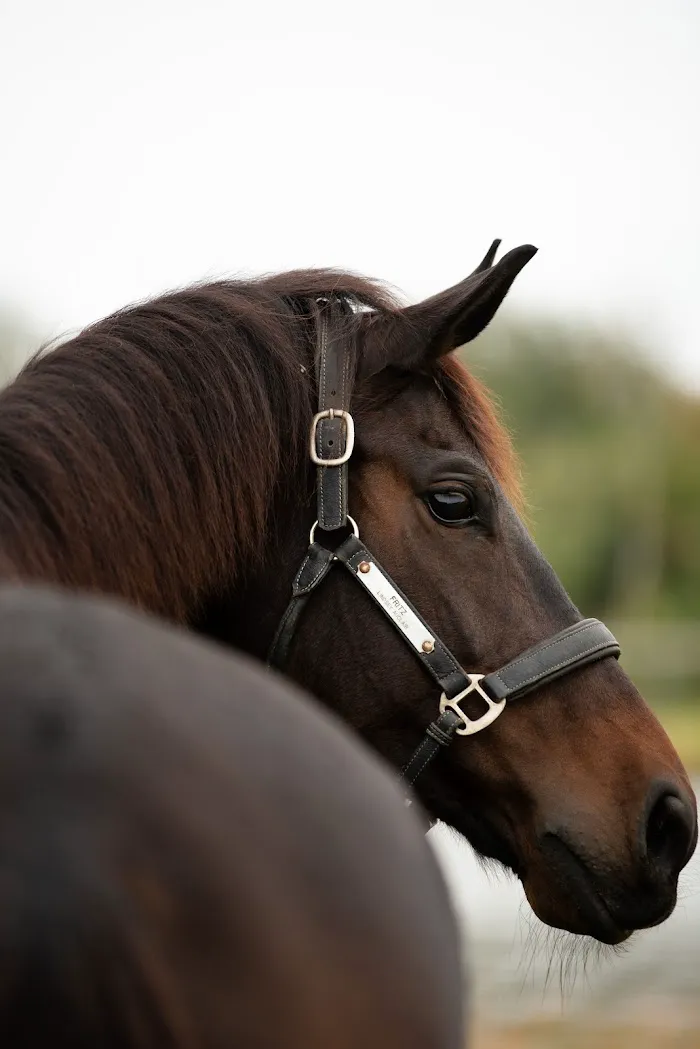 Harbour Ridge Equine 4