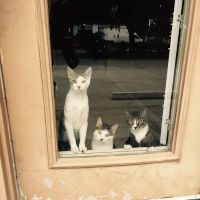 Southside Veterinary Hospital ico