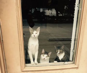 Southside Veterinary Hospital