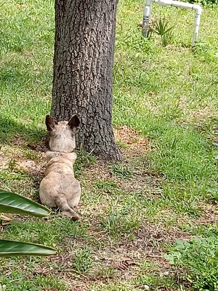 Live Oak Animal Hospital 12