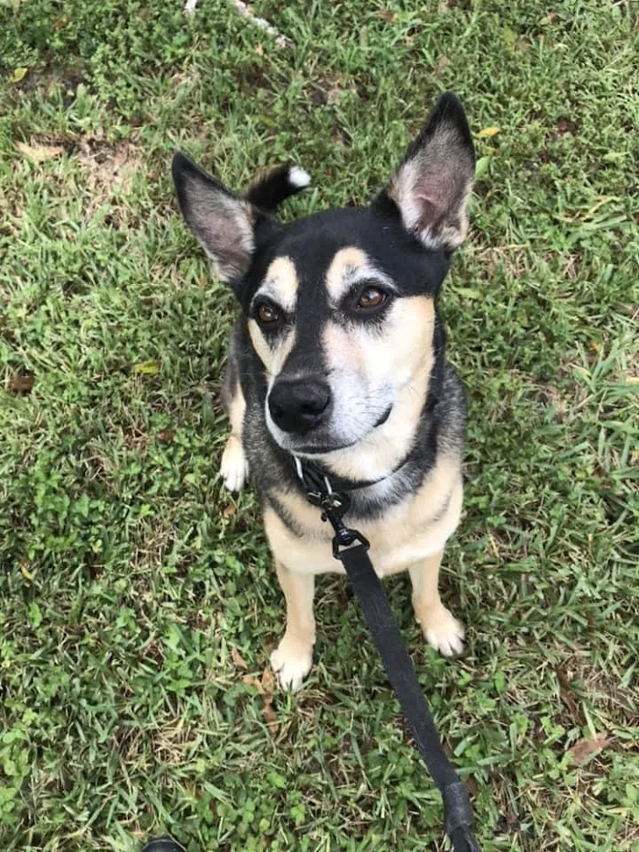 Live Oak Animal Hospital 12