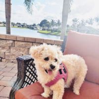 Live Oak Animal Hospital ico