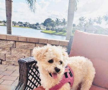 Live Oak Animal Hospital