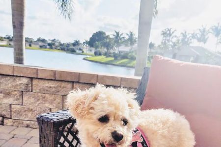 Live Oak Animal Hospital