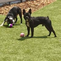 Pet St Lucie ico