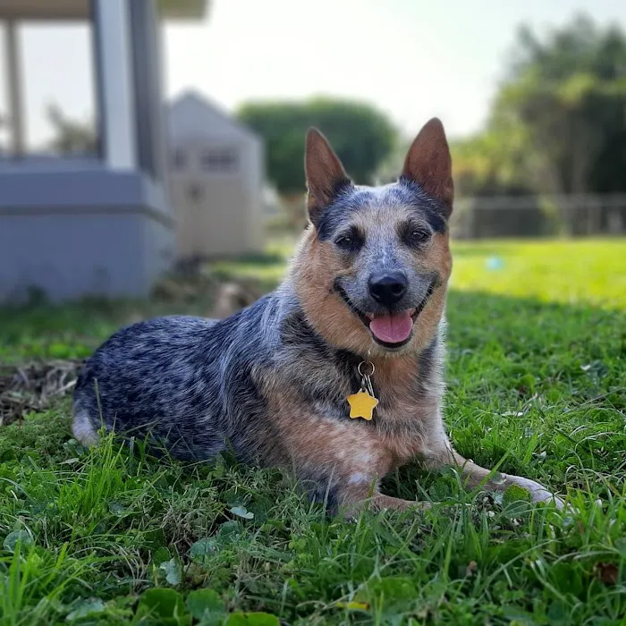 Surfside Pet Hospital 12