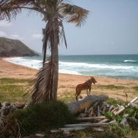 Surfside Pet Hospital ico