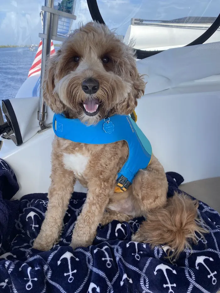 Surfside Pet Hospital 12