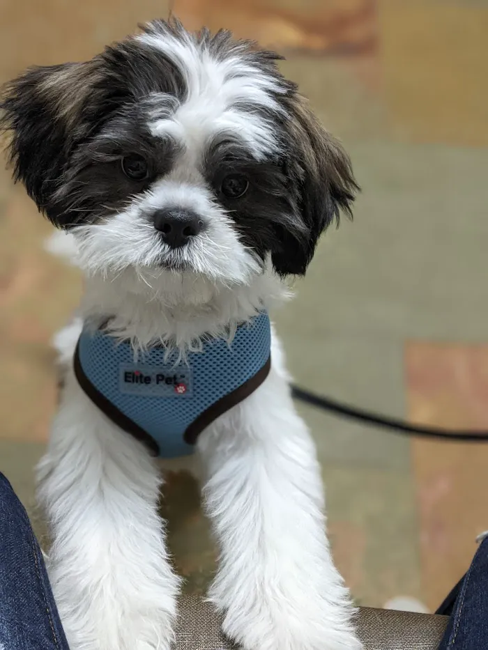 VCA Tri-County Animal Hospital 12
