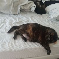 VCA Tri-County Animal Hospital ico