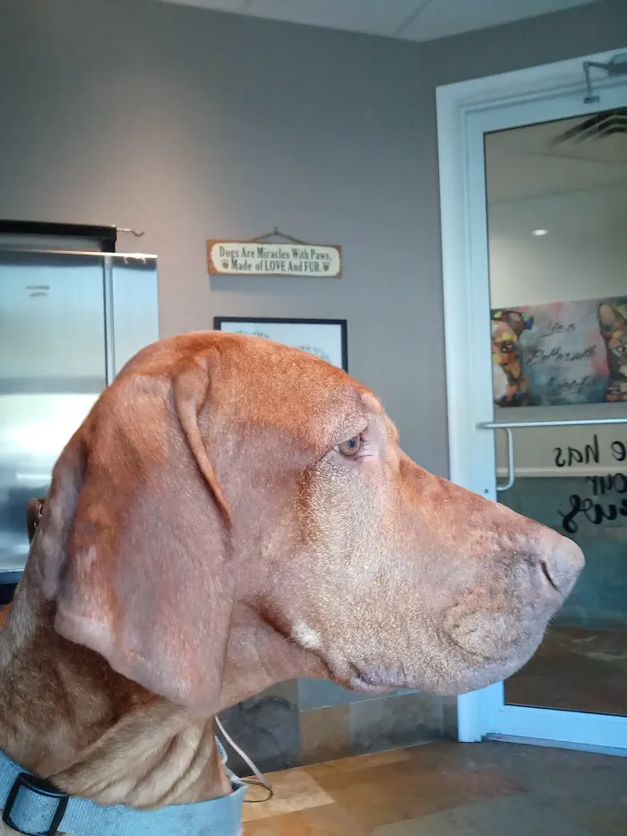 VCA Tri-County Animal Hospital 12