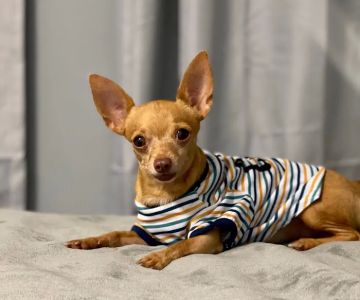 Holy Family Vet