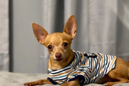 Holy Family Vet