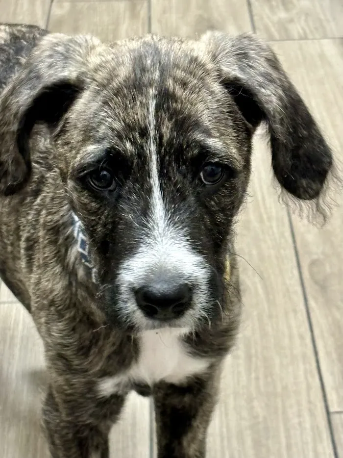PetVet Vaccination Clinic 12