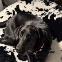 PetVet Vaccination Clinic ico