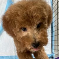 Faith Animal Hospital ico