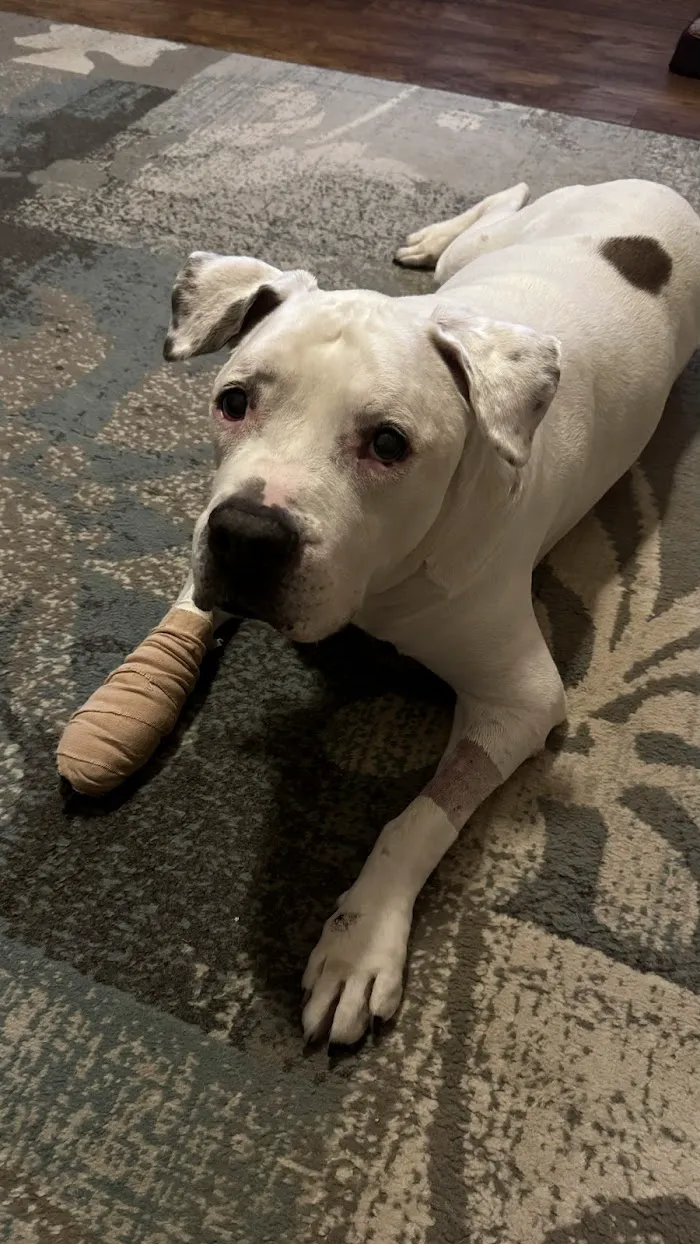 Guardian Veterinary Medical Center 12