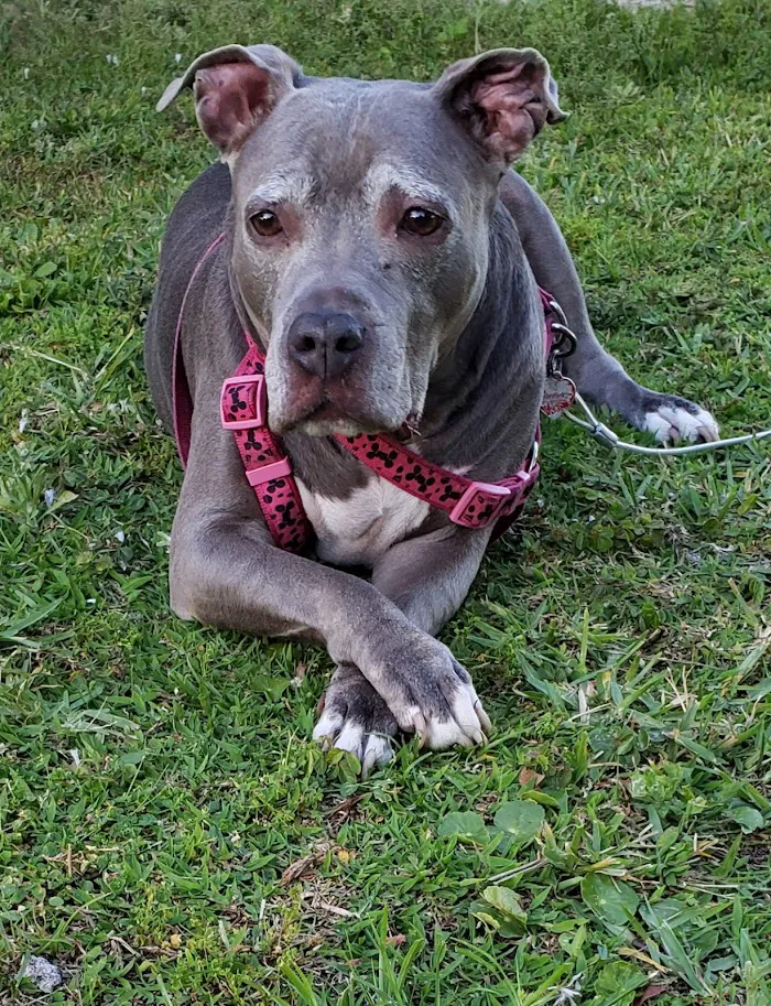 Banfield Pet Hospital 3