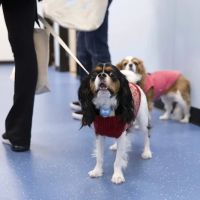 Lovet Pet Health Care - Fulton Market ico