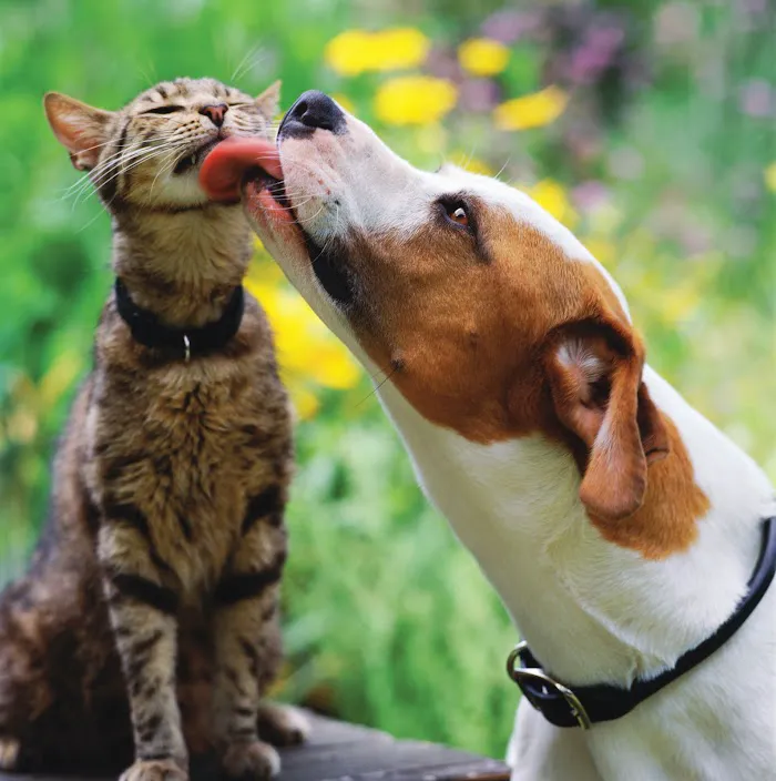 VCA Blum Animal Hospital 12
