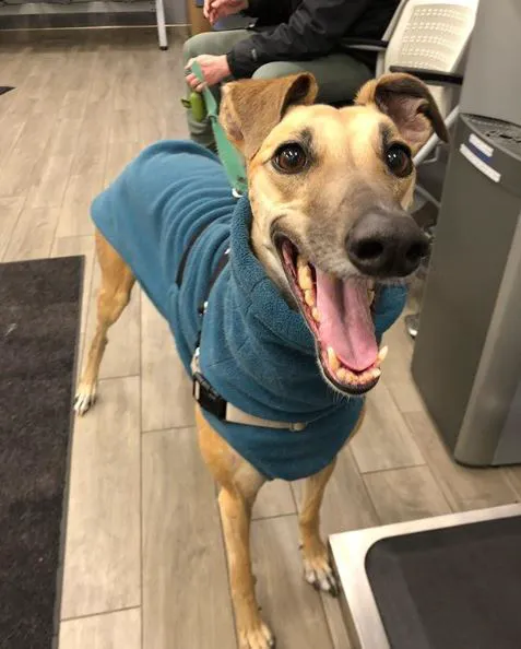 VCA Blum Animal Hospital 12