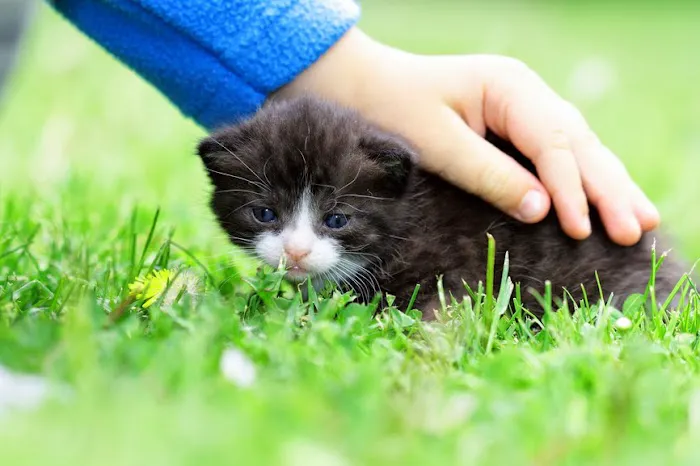 Family Pet Animal Hospital, A Thrive Pet Healthcare Partner 5