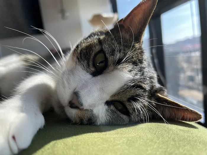 Family Pet Animal Hospital, A Thrive Pet Healthcare Partner 2