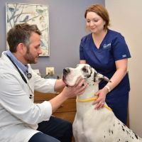 North Center Animal Hospital, A Thrive Pet Healthcare Partner ico