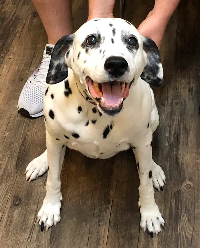 Oz Animal Hospital Lincoln Park 2